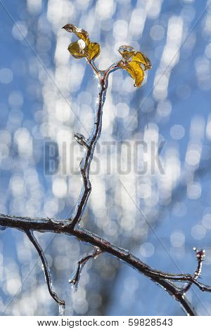 Frozen Rain