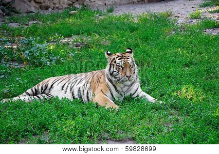 Siberian Tiger  (panthera Tigris Altaica)