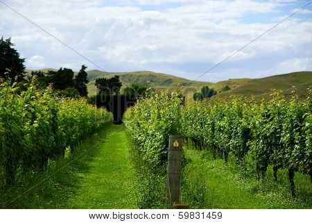 New Zealand Vineyard