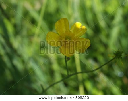 Lente Buttercup