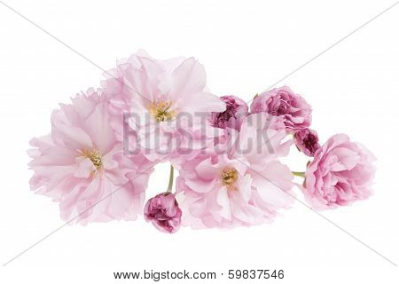 Cherry Blossoms Isolated