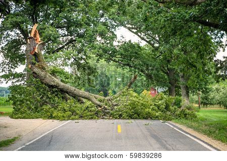 Tree fallen across a road