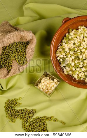 Soy Beans Still Life