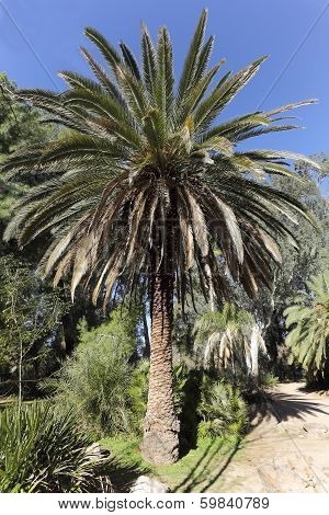 Canary Island Date Palm