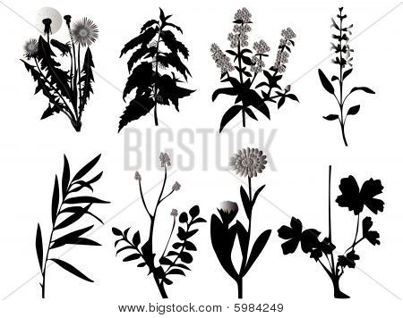 Illustration af forskellige plante vektor for medicinsk