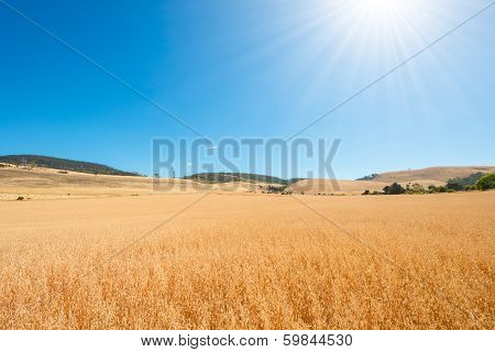 Oat Field