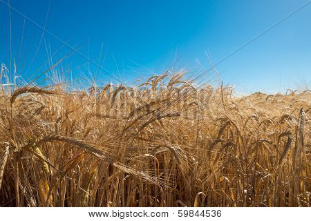 Wheat Field