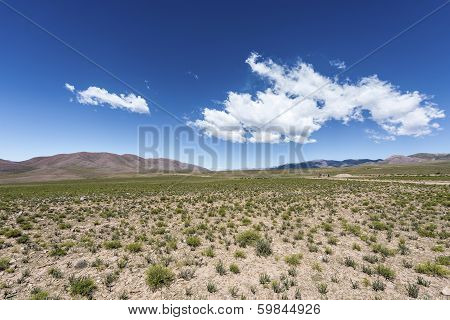 Condor, Quebrada De Humahuaca, Jujuy, Argentina