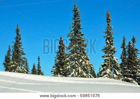 Winter forest on Schneeberg in Austria, Europe