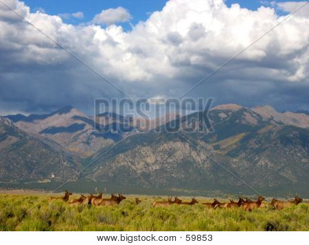 Wapiti des montagnes