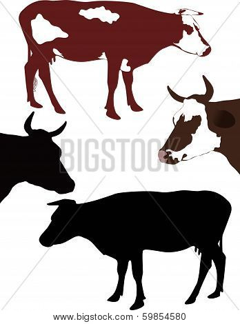Cow a calf animals it is isolated