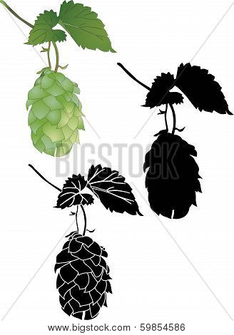 Hop culture agriculture plant vector