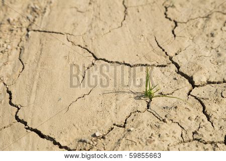 Green Grass Growth On Arid Area