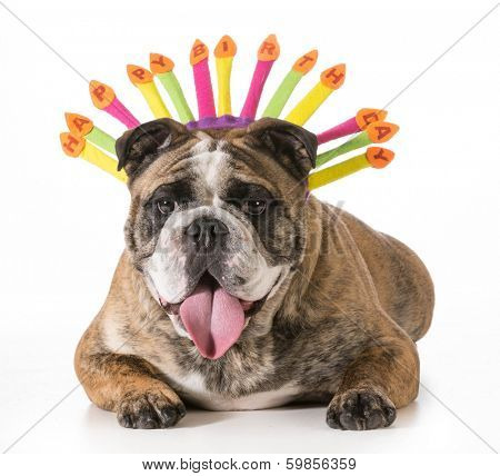 birthday dog - english bulldog wearing happy birthday hat - 2 year old brindle male