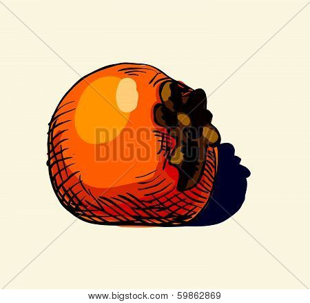 hand drawn vintage illustration of persimmon