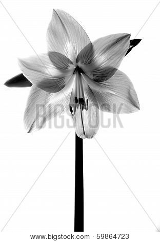 Amarilis Flower In Black And White