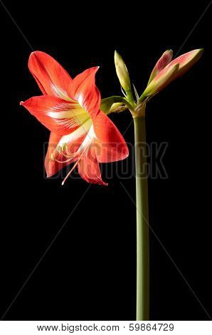 Red Amarilis Flower