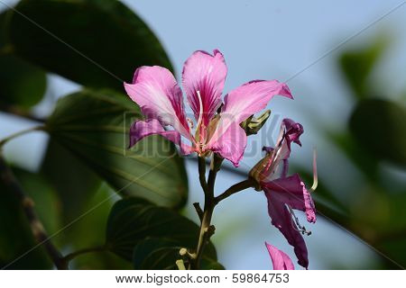 Orchid Tree Flower (bauhinia Blakeana)