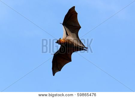 Lyie's Flyingfox