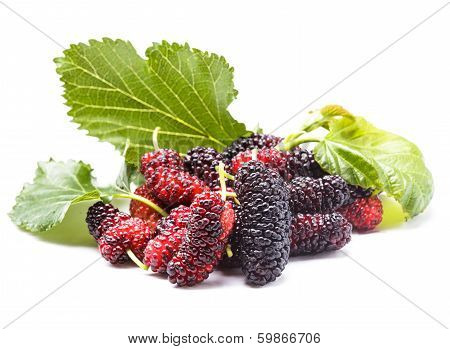 Mulberry Berries