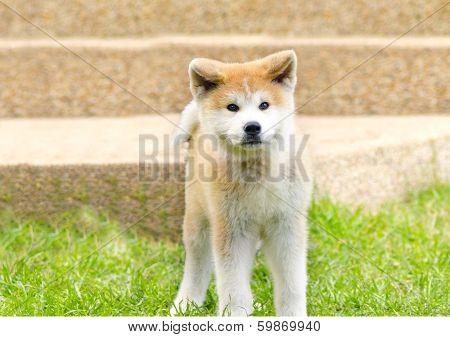 Akita Inu