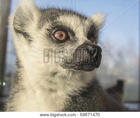 Lemur