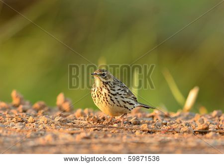 Immature Red-throated Pipit (anthus Cervinus)