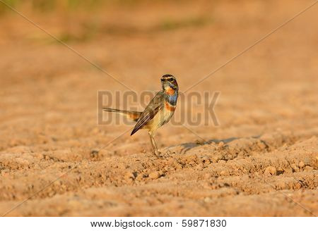 Male Bluethroat (luscinia Svecica)