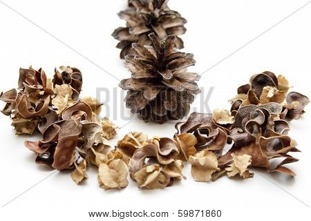 Pine plugs with potpourri
