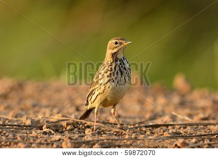 Immature Red-throated Pipit (anthus Cervinus)