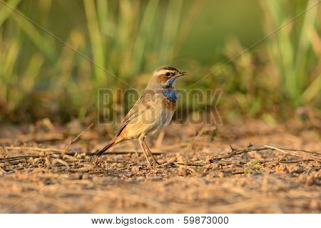 Male Bluethroat (luscinia Svecica)