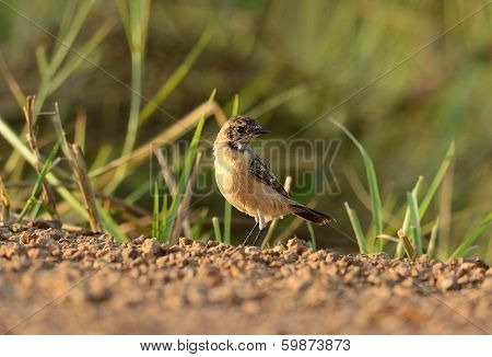 Female Eastern Stonechat (saxicola Stejnegeri)