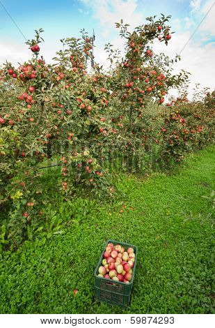 Apple Orchard