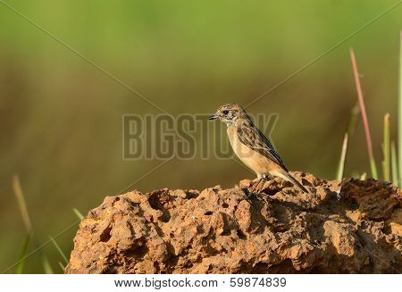 Female Eastern Stonechat (saxicola Stejnegeri)