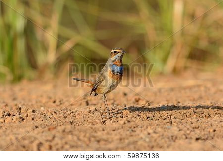 Male Bluethroat (luscinia Svecica)