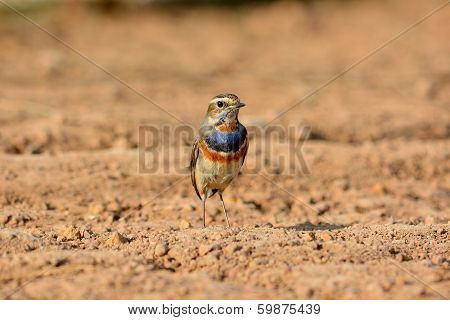 Male Bluethroat (luscinia Svecica)