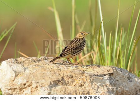 Immature Red-throated Pipit (anthus Cervinus)