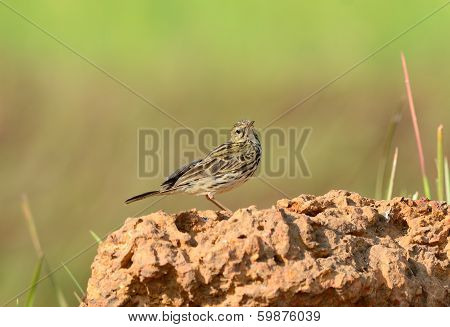 Rosy Pipit (anthus Roseatus)