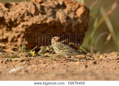 Male Red-throated Pipit (anthus Cervinus)