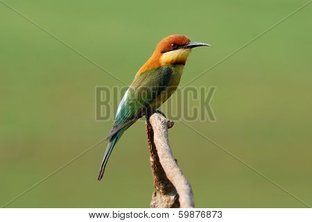 Chestnut Headed Bee Eater