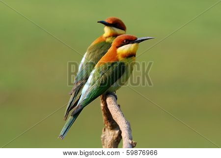 Chestnut Headed Bee Eater
