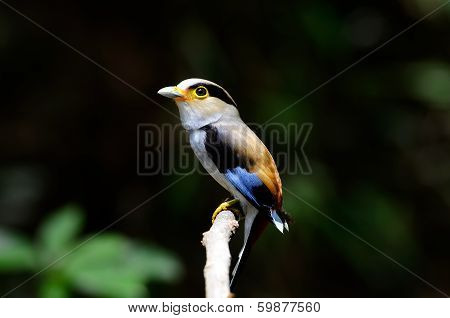 Male Silver-breasted Broadbill (serilophus Lunatus)