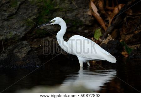 Little Egret