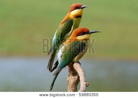 Chestnut Headed Bee Eater