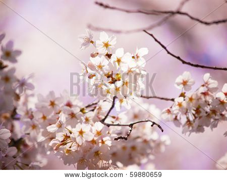 Cherry blossom in light and shadow.