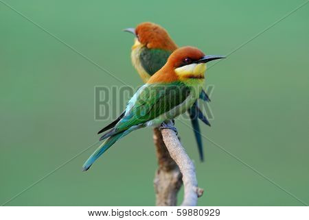 Chestnut Headed Bee Eater