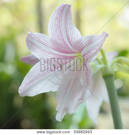 Beautiful Hippeastrum Johnsonii