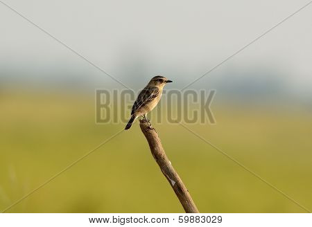 Female Eastern Stonechat (saxicola Stejnegeri)