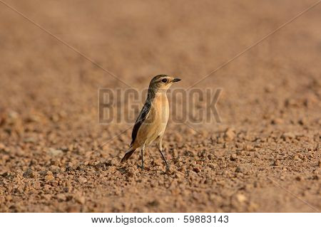 Female Eastern Stonechat (saxicola Stejnegeri)