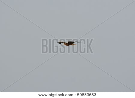 Juvenile Pied Harrier (circus Melanoleucos)
